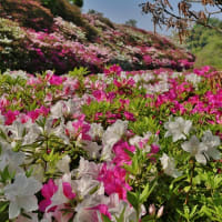 三室戸寺の「つつじ」の絶景ー２・・・平戸つつじ