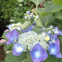 大平山　紫陽花開花