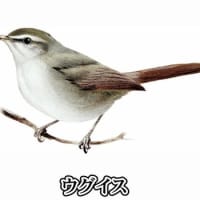 小次郎と動物－ウグイス（鶯）の巣と雛－