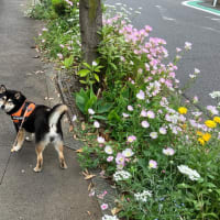 黒柴まりの散歩　5月27日編　ジャガ芋の花編