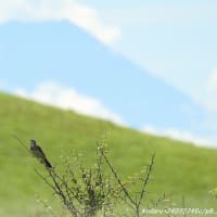 野鳥　ホオアカ