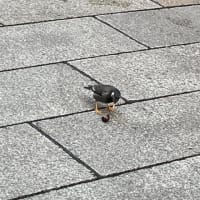 旅は苦あれば楽もある。