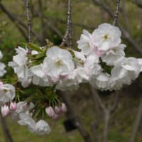 ヤエザクラ　八重桜　バラ科　早咲きの桜で松月・咲耶姫などがあります。今日の野鳥：モズ