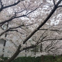 北沢川緑道の桜　2024
