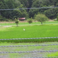 2025年07月14日　コウノトリ目撃情報