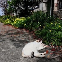 九州F島の猫たち　2024年4月　その2