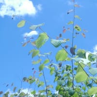 ６月写真