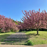満開の八重桜