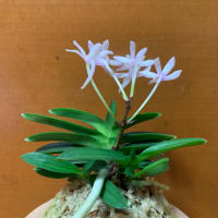 芙蓉（玉璽）