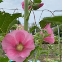 葵の花