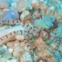 キンチャクガニの表情