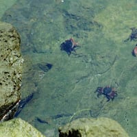 L.A.1995-187 カニが５匹　Les cinq crabes.
