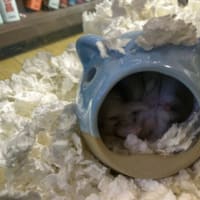 今日のちゃんこ