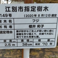 市指定樹木の藤と森林公園と