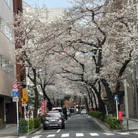 いつの間に桜が満開