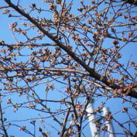 大泉の桜の開花情報