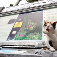 沖縄の猫たち　2024年2月　その22