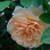 私の四季「薔薇が咲き出しました」