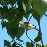 渡り鳥が渡って行ってしまう。