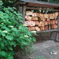 日前神宮・國懸神宮境内に咲く紫陽花