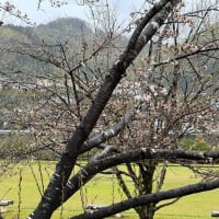 桜の開花宣言　熊本県