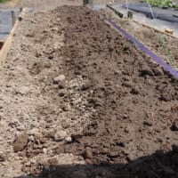 自然薯の植え付け終了