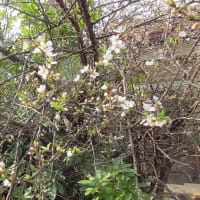 山桜桃梅(ユスラ梅)　花が咲き始める