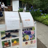 開成町　あじさいまつりに〜　2025