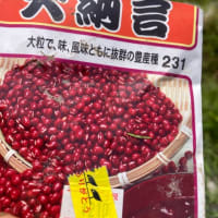 今日の山羊と菜園