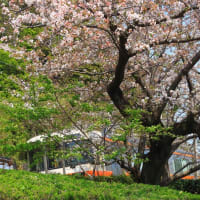 清水区興津　清見寺の桜と列車　その３（２０２４年４月）