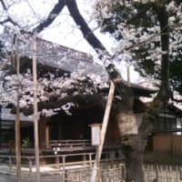 25年3月20日　靖国神社の桜