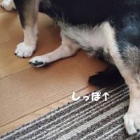 地雷踏む旦那