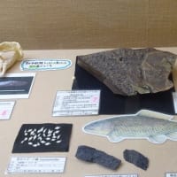 「筑豊の化石展」を見てきました