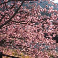 今年の桜。　満開でした。