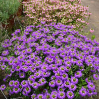 春～秋の花：スカエボラ②