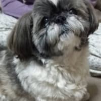 命の恩犬🐶