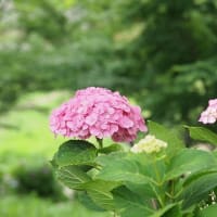 暑さに負けそう・・・紫陽花