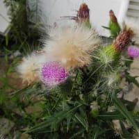 水戸で最近繁茂しつつある外来植物