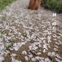 朝に踏むこぼれ桜や片並木　　浜木綿