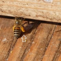 日本蜜蜂が活動をはじめました