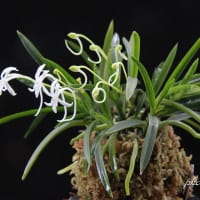 富貴蘭「針熨斗」の花(過去の画像倉庫から)