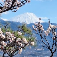梅の花を見に行きました