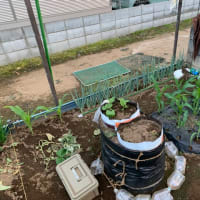 すくすく成長中！