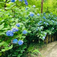 鎌倉のあじさいを見に