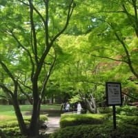 荻窪の大田黒公園に行ってきました