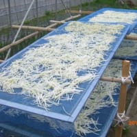 出来上がりました・・・切干大根