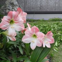 春から夏へ　その２