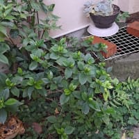 これは種類がちがうクチナシ