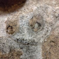 最近の虫活