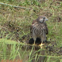 「チョウゲンボウ幼鳥・初めての散歩」